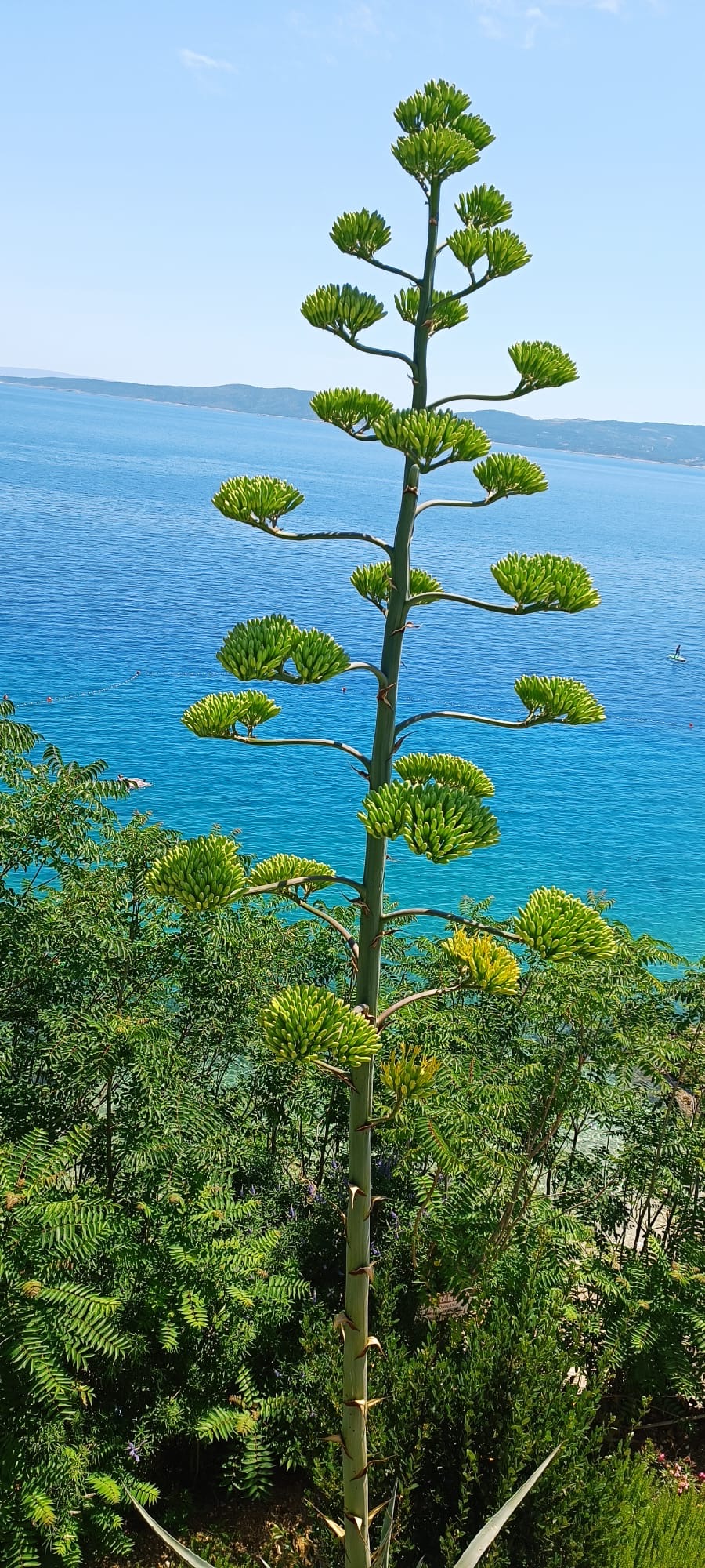 holiday home in pisak omis riviera villa smilje tree next to villa